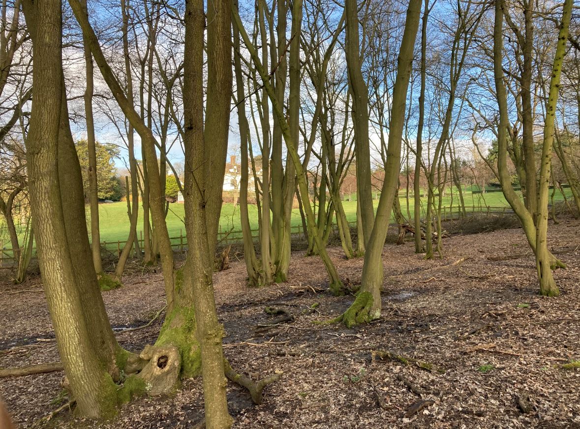 Woodlands and Veteran Trees